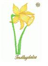 AN 0939 Daffodil